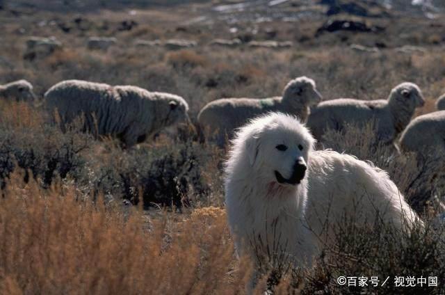 纯洁的大白熊犬，外表优雅有气质，更加吸引人的地方在哪里？