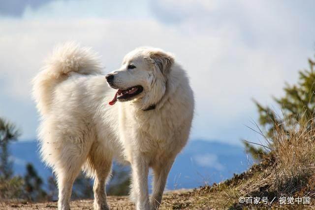 纯洁的大白熊犬，外表优雅有气质，更加吸引人的地方在哪里？