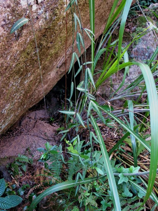 爵溪老虎穴，怪石林立，物种奇特，象山最险要探险游步道值得一探