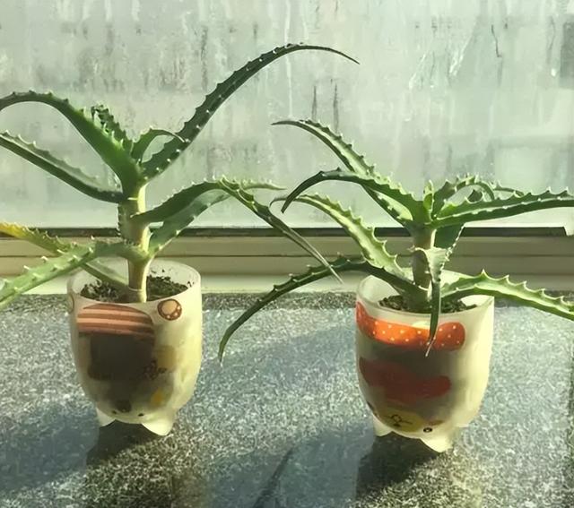 1盆芦荟就是一个“植物小药箱”，养一盆全家受益，养人养身心