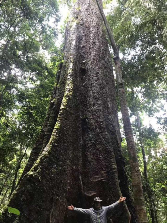 去非洲旅游，土著送12吨原木，他带回国却发现赚大了！