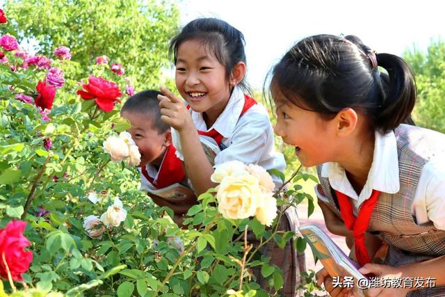 美翻了！快来看看这些藏在潍坊校园里的夏日美景