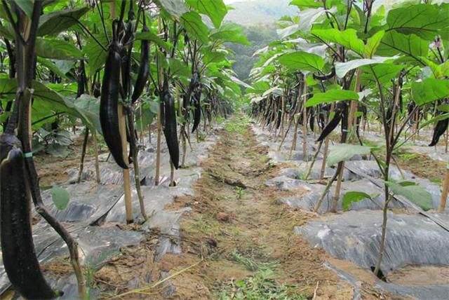 茄子种植技术，茄子嫁接育苗方法，茄子嫁接育苗关键技术要点