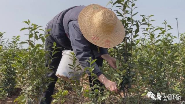 仪征绿杨新茶上市了