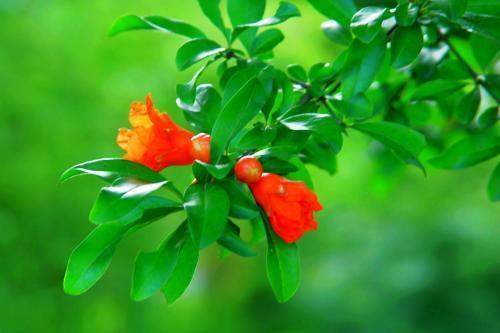 火红的石榴花，挂满枝头，点燃夏日**