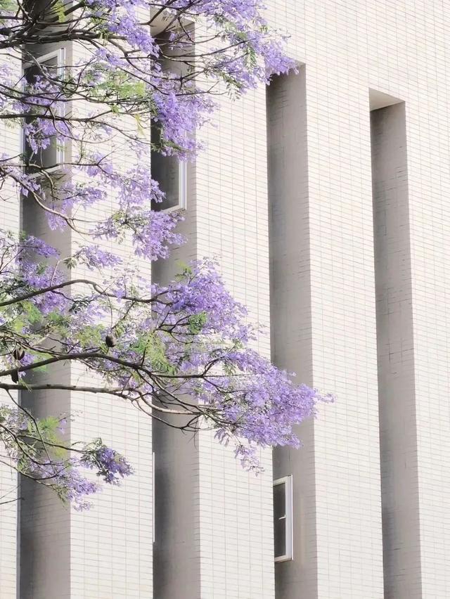 校园环境｜福建师范大学这一场蓝紫色的美好，如约而至