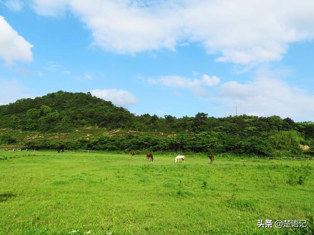 宁波三勤村这片田野，白鹭围着骏马走，不是草原却比西部草原还美