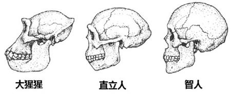 是什么原因引起长智齿？教你轻松判断自己有没有长