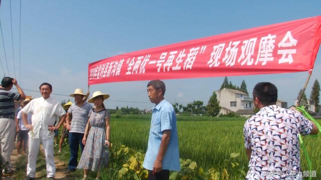 老农种水稻有诀窍，乡亲们都去观摩取经，产量价格比其他稻谷都高