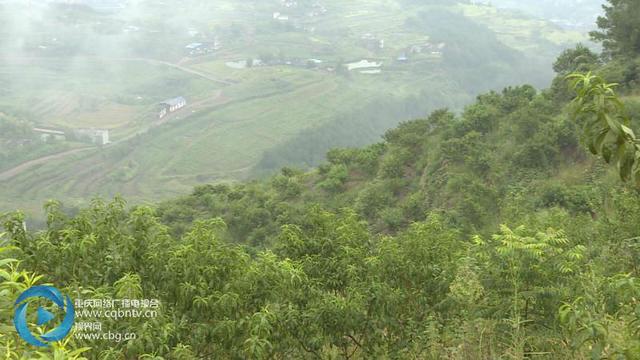 探索认养农业新模式 市民认养果树体验现实版“开心农场”