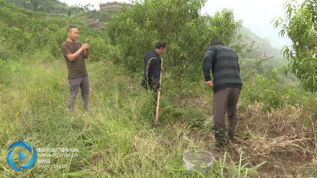 探索认养农业新模式 市民认养果树体验现实版“开心农场”