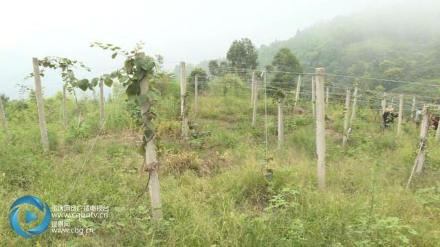 探索认养农业新模式 市民认养果树体验现实版“开心农场”