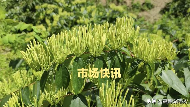 高鹏说药材：2023年2月27日太子参、玄参、黄芪、白芍等行情上扬