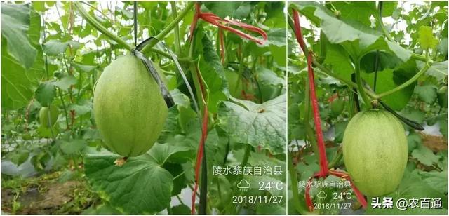 哈密瓜细菌性角斑病发病特性、防控方案及田间示范分享