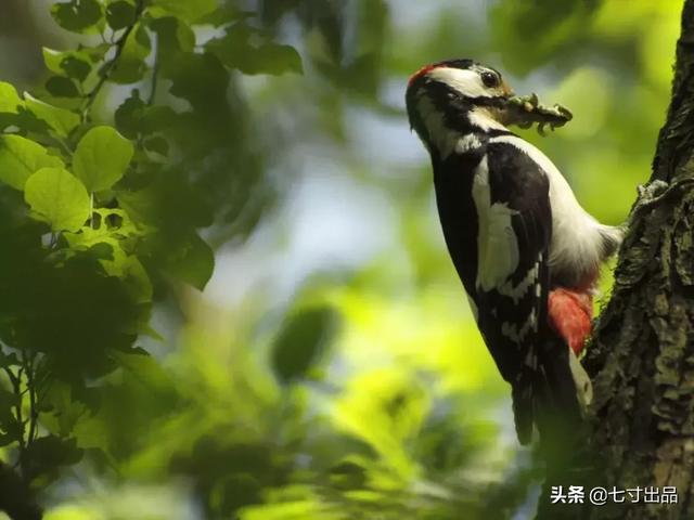 说到啄木鸟，你还记得大名鼎鼎的“伍迪”吗？