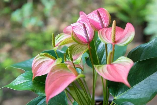 一年四季可以养在室内的开花植物和观叶植物，附新手养护教程