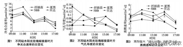 阳光玫瑰嫁接苗不同砧木如何选？优缺点分析