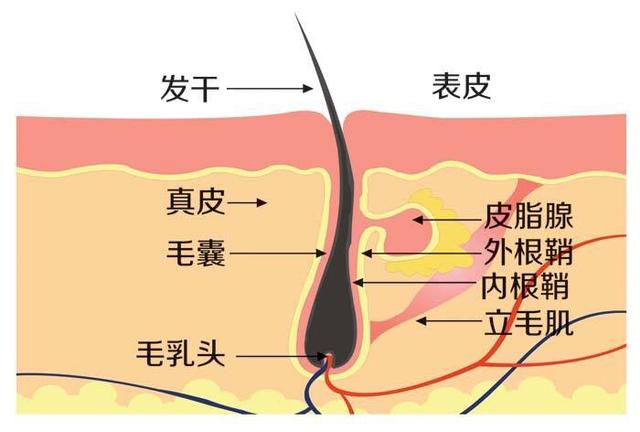 清洗头发的讲究