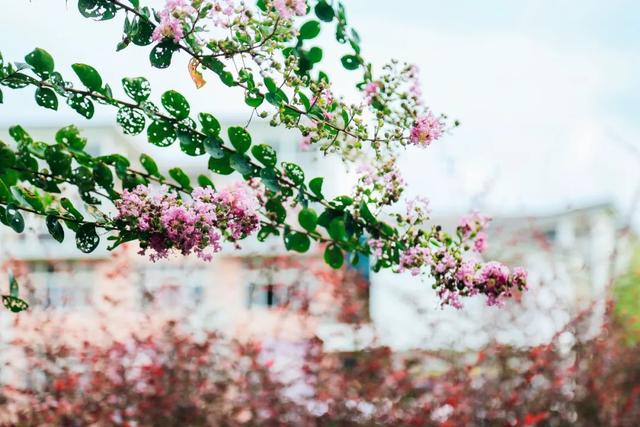 校园美景 |满园芬芳知秋来，至诚校园秋景大赏来啦