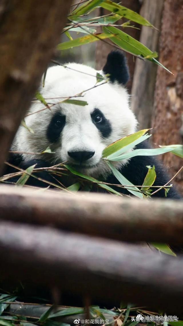 盘国宝系列之大熊猫和叶：哈？听说我很便宜？（上篇）