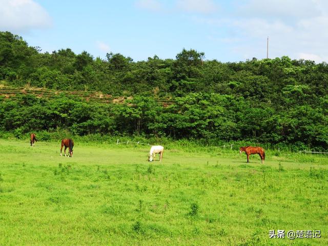 宁波三勤村这片田野，白鹭围着骏马走，不是草原却比西部草原还美