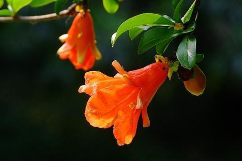 火红的石榴花，挂满枝头，点燃夏日**