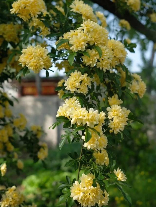 春天的庭院，就养“3种花”，花香花多爬满围墙，一株能开千朵花