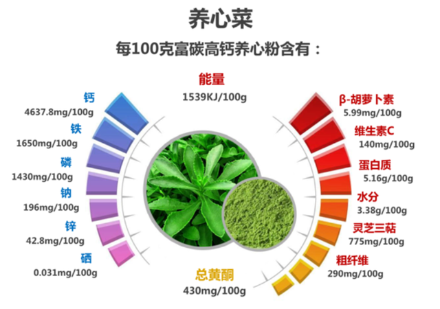 富碳高钙养心菜多元应用——鲜菜食用、制作主食