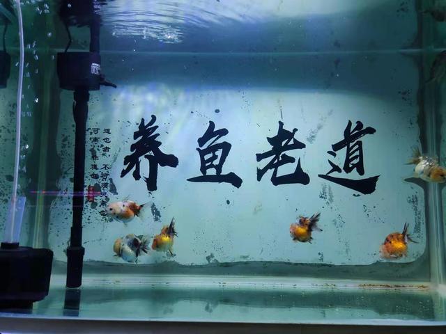 只要鱼缸水质不好，就往里面倒硝化细菌，根本没用，可能适得其反