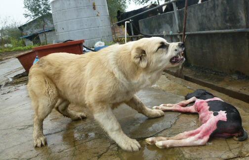 犬种百科之中亚牧羊犬