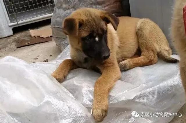 一堆杂草和树枝中，它没头没脑地转来转去，叽哇乱叫着 | 曲奇