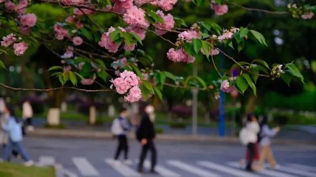 西南政法大学：分数不够读不了法学专业，该选什么专业比较好？