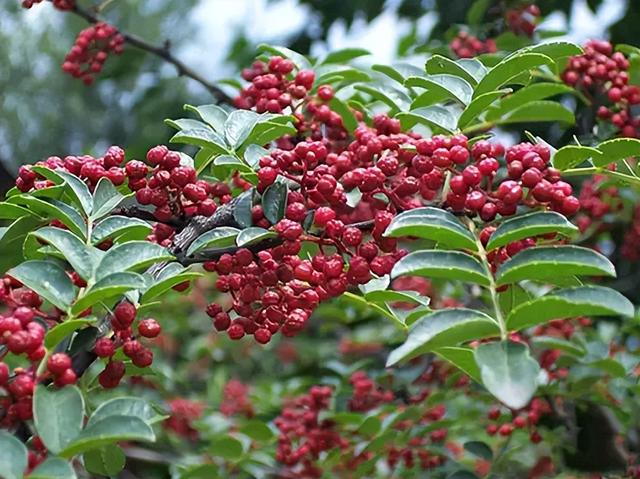 7月又将成熟，新鲜的花椒晒干后70元1斤，却有人拿它喂鸡，咋回事