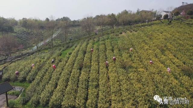 仪征绿杨新茶上市了