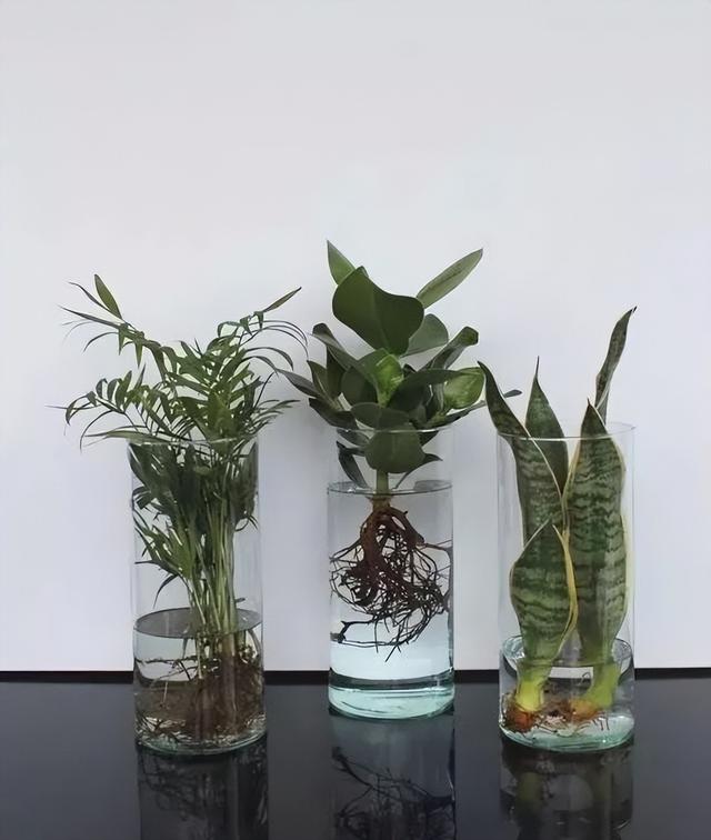 为啥水培植物一直养水里能活，土培植物水多就烂根黄叶？