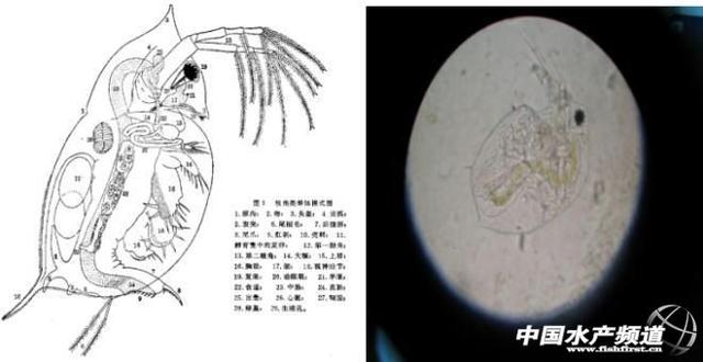 广泛分布在河蟹塘里的两种虫类