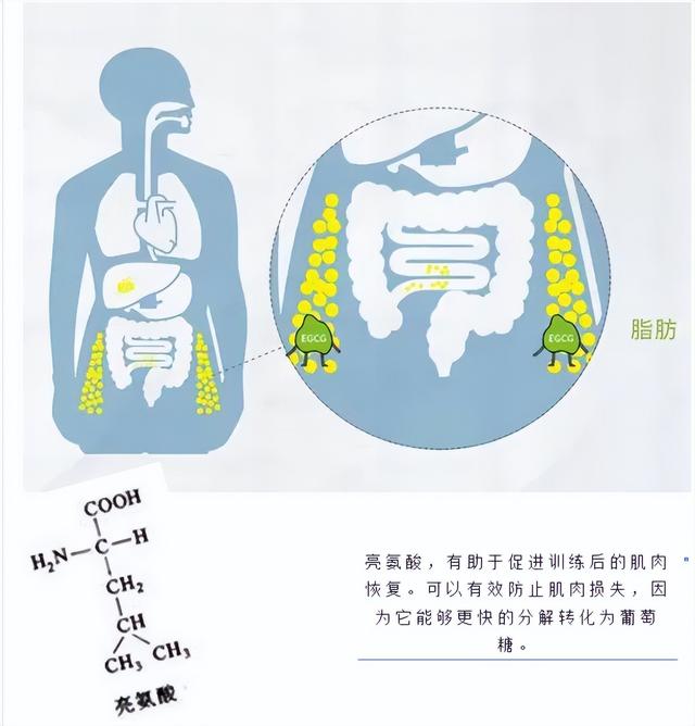 瘦身帮手——螺旋藻