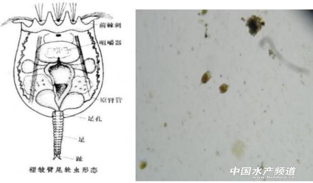 广泛分布在河蟹塘里的两种虫类