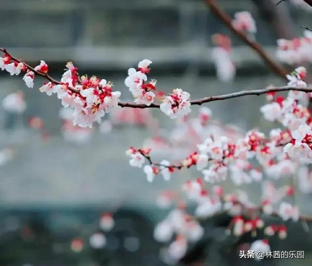 20句最美的春雨诗词，清丽如画，淋湿了唐宋，惊艳了时光