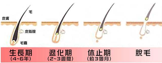 别人有事业线，我连发际线都没有，生了孩子以后怎么会秃头？