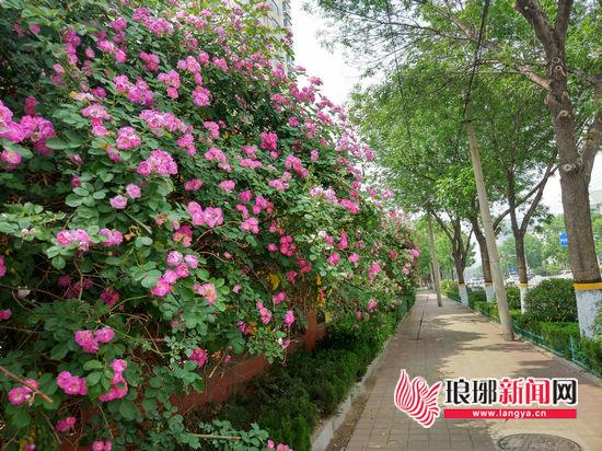 这个季节临沂街巷迎最美时刻 市民争相推荐最美街巷