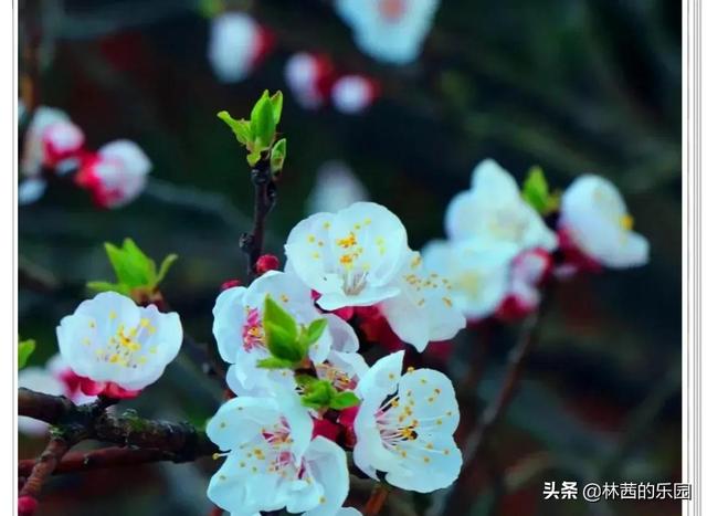 20句最美的春雨诗词，清丽如画，淋湿了唐宋，惊艳了时光