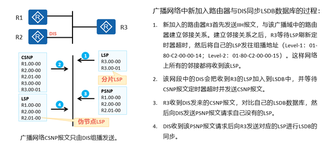 2.2.0 ISIS 4种报文类型IIH、LSP、CSNP、PSNP、邻居建立过程