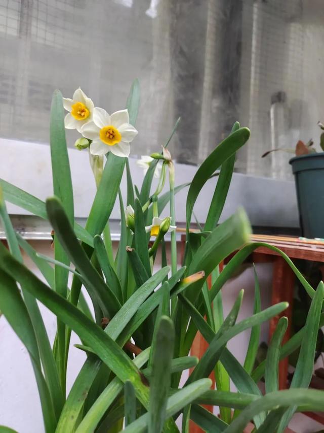 为啥水培植物一直养水里能活，土培植物水多就烂根黄叶？