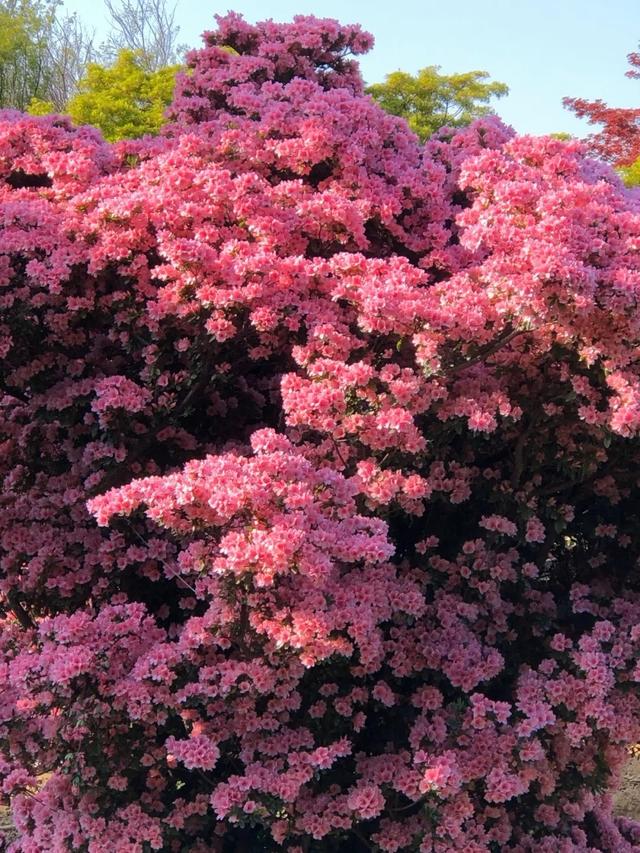 春天的庭院，就养“3种花”，花香花多爬满围墙，一株能开千朵花