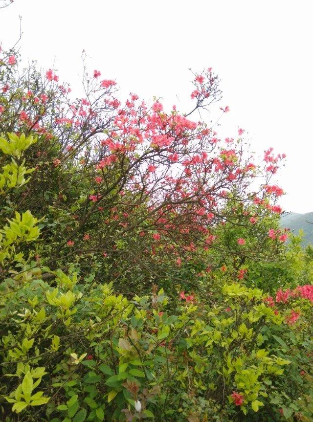 宝华山的映山红