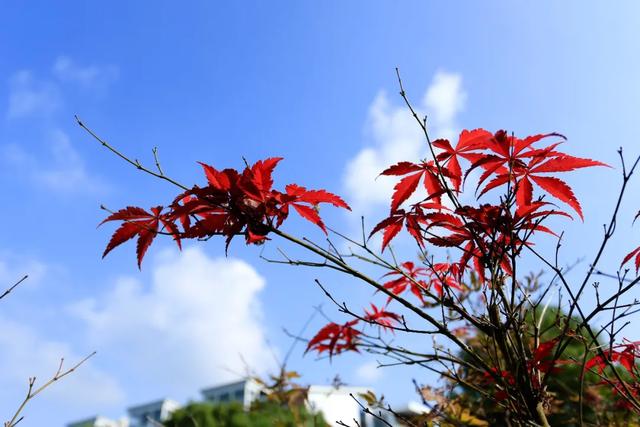 校园美景 |满园芬芳知秋来，至诚校园秋景大赏来啦