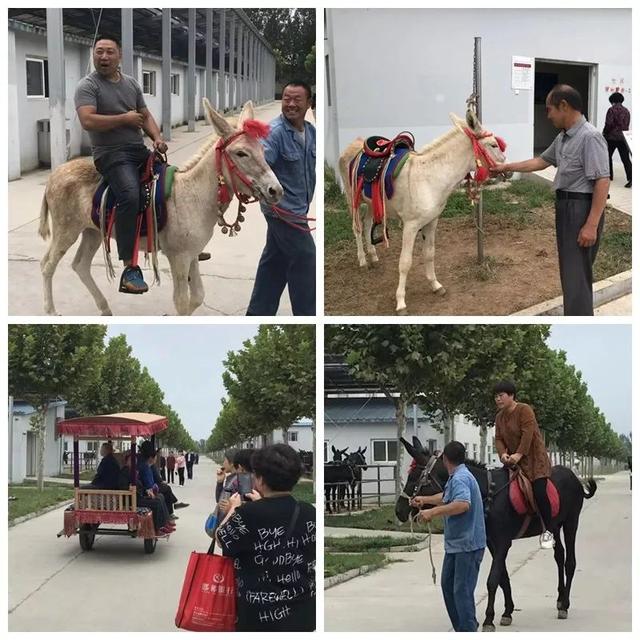 旅荐｜会议、美食、住宿、观光，尊享阿胶世界一站式服务