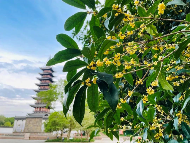 【乐游】上海28家景区推出旅游节票价优惠活动