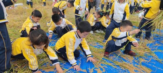 趣探乡野，找“稻”快乐！杭州新湾二幼把教室搬到农田里